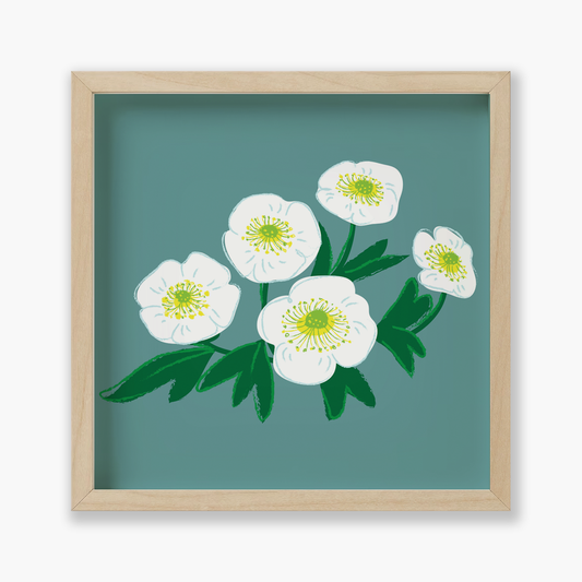 Ranunculus glacialis Flowers, Floral, 9x9 " | Art Print